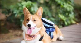 来自资深养狗师的忠告：养一只宠物犬，做好这6个“准备”