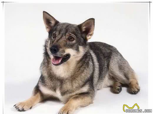 你觉得哈士奇是最接近狼的犬种？原来不是，而是熟悉的它