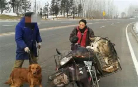 ?金毛二哈即将被送往屠狗场，被一女子拦住了：人走，狗留下