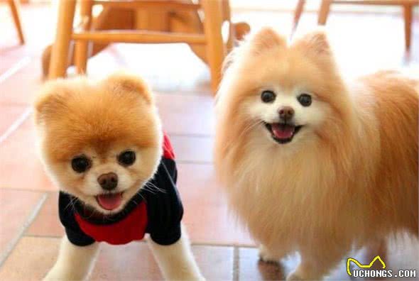 博美犬的5大性格类型，你家是哪一种？