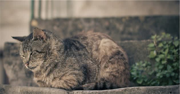 中国特有的狸花猫有多强大？往下看，带你了解它