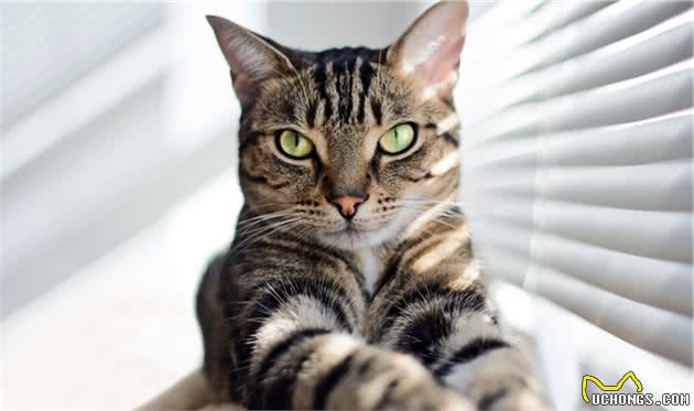 中国特有的狸花猫有多强大？往下看，带你了解它