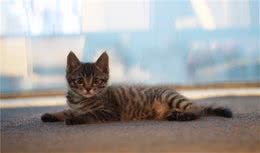 中国特有的狸花猫有多强大？往下看，带你了解它