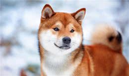 在养狗的过程中，这些食物是不能喂给狗狗的，千万要记住