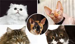 超准！猫咪性格好不好，看脸型就知道