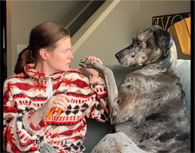 站起来比人还高的大丹犬，却害怕主人给它剪指甲，小表情太可怜了