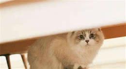 一款猫语翻译器，你想拥有吗？
