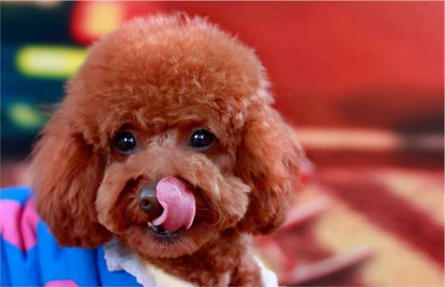 贵宾犬舔人身上不同的位置，其实它是在表达这几个意思