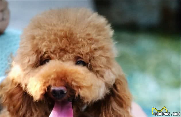 贵宾犬舔人身上不同的位置，其实它是在表达这几个意思