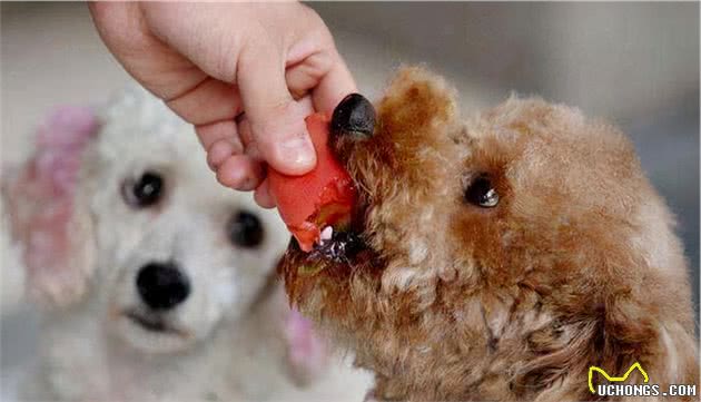 贵宾犬舔人身上不同的位置，其实它是在表达这几个意思