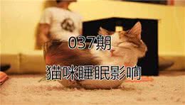 猫咪的四种睡姿代表不同心理活动，铲屎官需合理改善爱猫睡眠！