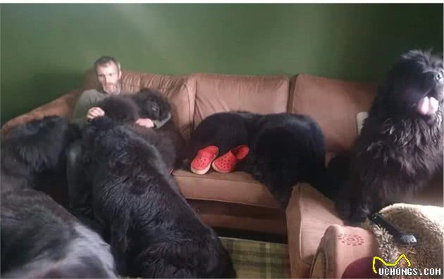 啥家庭啊？居然养得起8只纽芬兰犬！主人：“我还想再养几只”