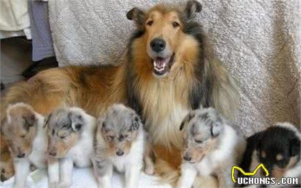 养好苏格兰牧羊犬，你不可不知道的小秘密