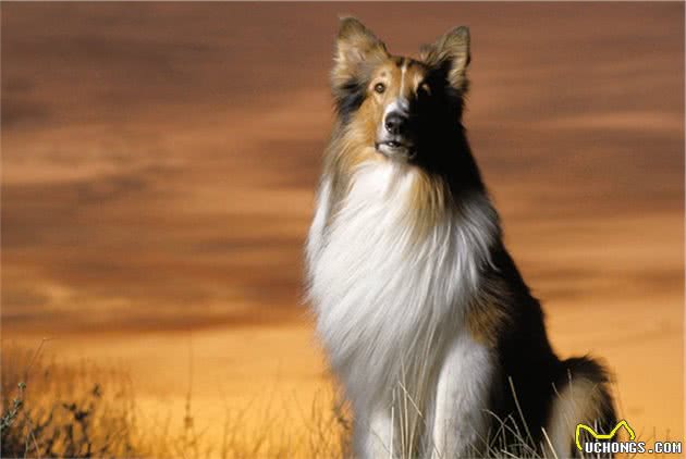 养好苏格兰牧羊犬，你不可不知道的小秘密