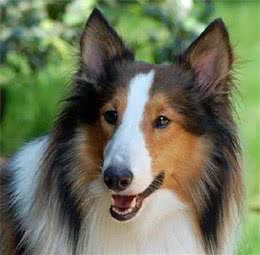 养好苏格兰牧羊犬，你不可不知道的小秘密