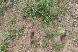 遛狗不牵绳，便溺留原地昌平这条健走步道上如此遛狗惹人烦
