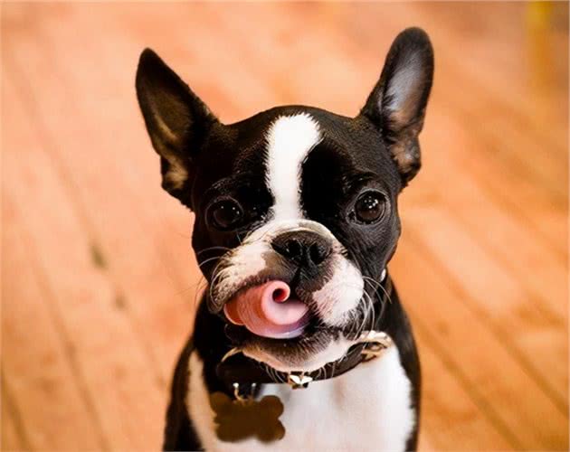 怎么判断犬猫是不是难产？