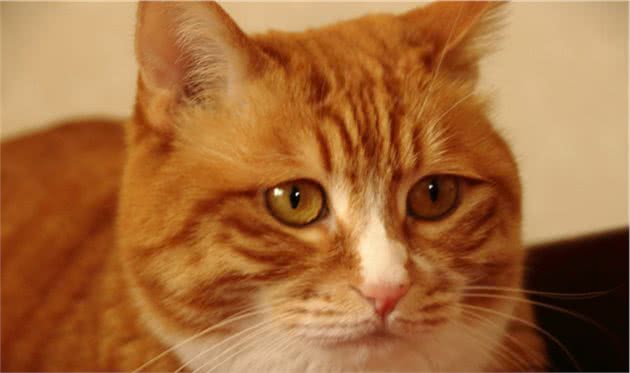 谁说只有橘猫长得胖？可能是你没见过中华田园大狸花