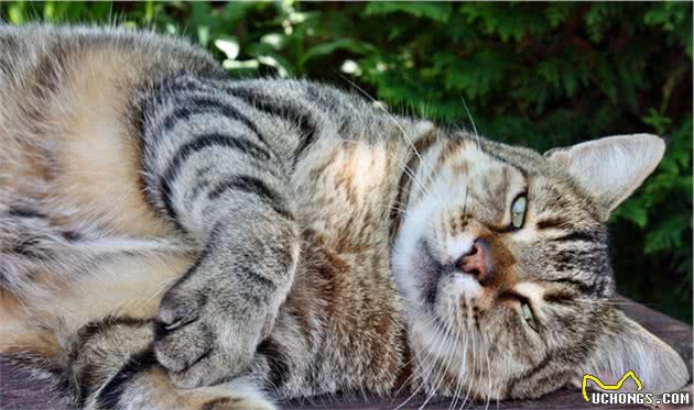 谁说只有橘猫长得胖？可能是你没见过中华田园大狸花