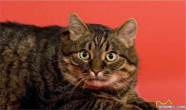谁说只有橘猫长得胖？可能是你没见过中华田园大狸花