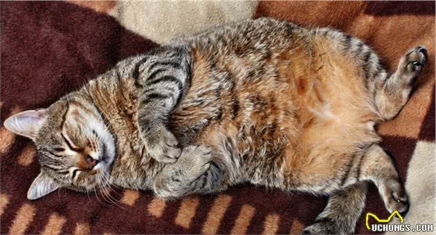谁说只有橘猫长得胖？可能是你没见过中华田园大狸花