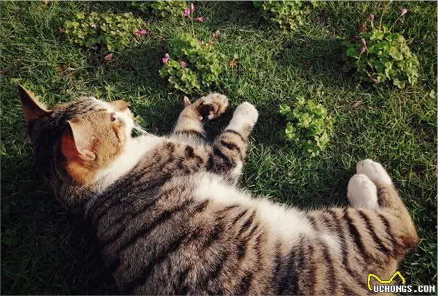 谁说只有橘猫长得胖？可能是你没见过中华田园大狸花