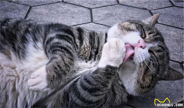 谁说只有橘猫长得胖？可能是你没见过中华田园大狸花