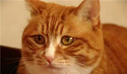谁说只有橘猫长得胖？可能是你没见过中华田园大狸花