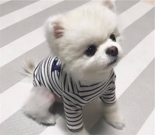 博美犬为何总是吠叫，这些原因，你真的懂它吗？