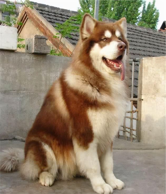 新手养狗：阿拉斯加犬的满分饲养指南