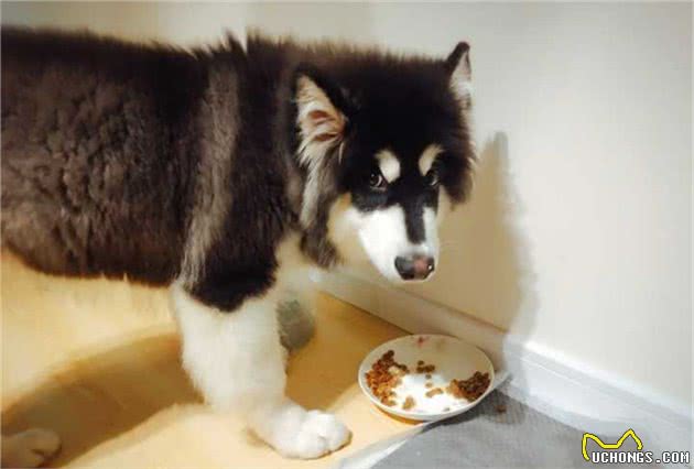 新手养狗：阿拉斯加犬的满分饲养指南