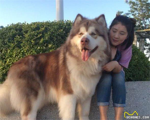 新手养狗：阿拉斯加犬的满分饲养指南