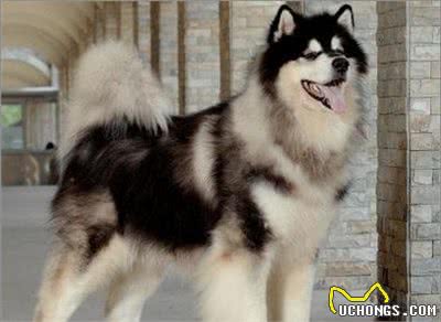 新手养狗：阿拉斯加犬的满分饲养指南