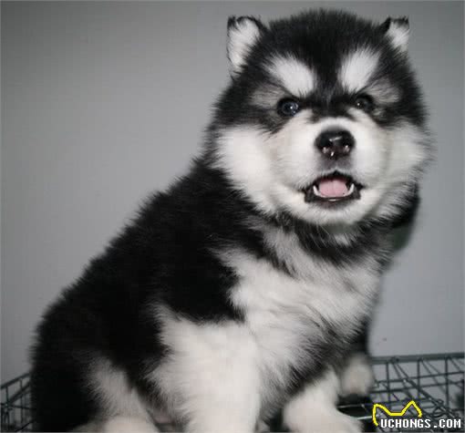 新手养狗：阿拉斯加犬的满分饲养指南