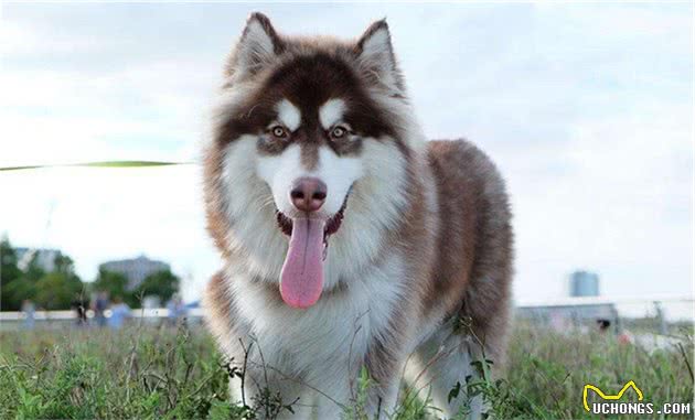 新手养狗：阿拉斯加犬的满分饲养指南