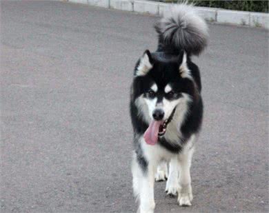新手养狗：阿拉斯加犬的满分饲养指南