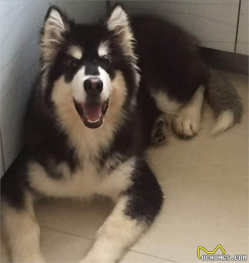 新手养狗：阿拉斯加犬的满分饲养指南