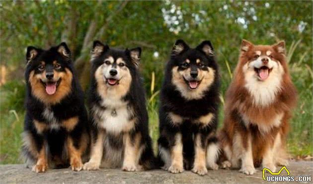 新手养狗：阿拉斯加犬的满分饲养指南