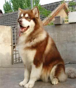 新手养狗：阿拉斯加犬的满分饲养指南