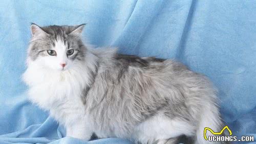 猫届中的新星“挪威森林猫”，堪称猫中“贵族”，气质满满