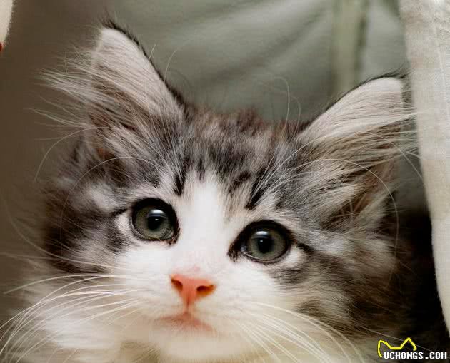 猫届中的新星“挪威森林猫”，堪称猫中“贵族”，气质满满