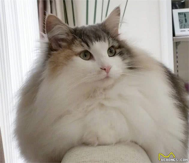 猫届中的新星“挪威森林猫”，堪称猫中“贵族”，气质满满