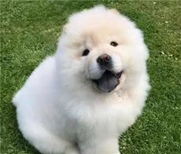 松狮犬是个宝，有这6个好处，可惜一些人都不知道