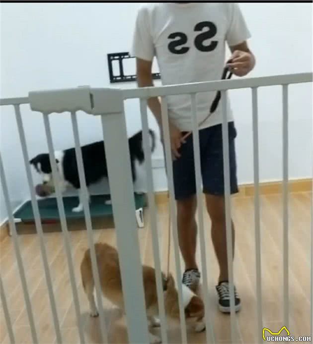 毫无征兆的攻击！柯基看似淡定自若，下秒把训犬师咬得鲜血淋漓