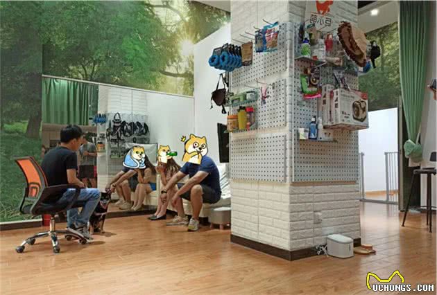 毫无征兆的攻击！柯基看似淡定自若，下秒把训犬师咬得鲜血淋漓
