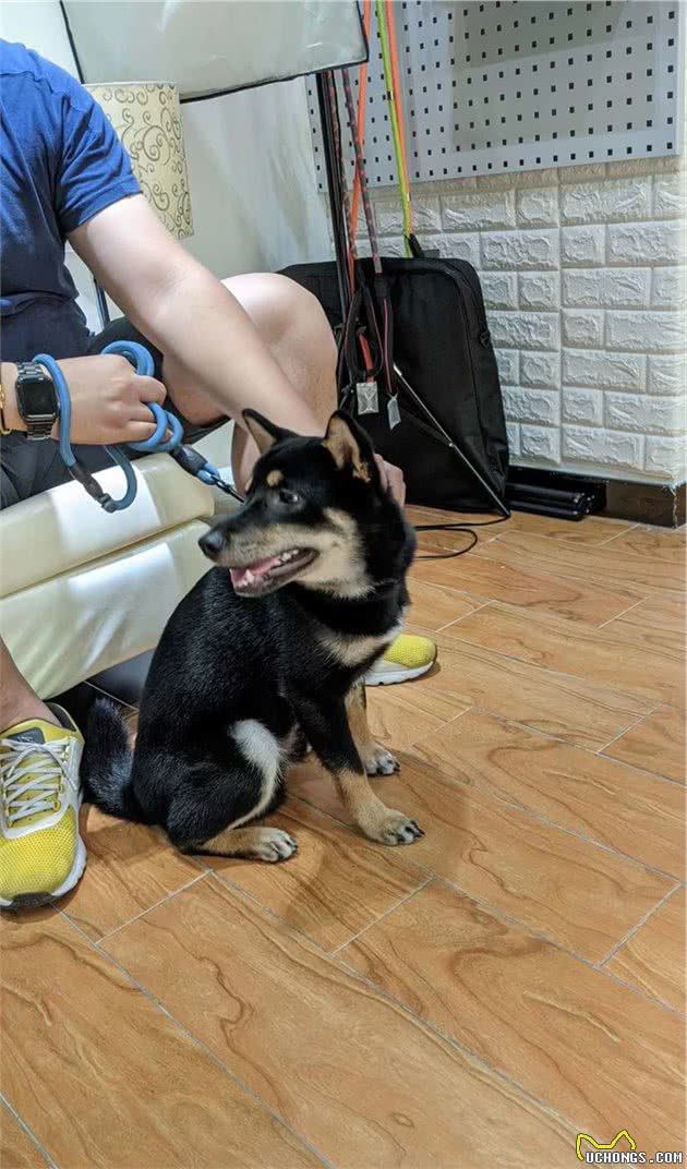 毫无征兆的攻击！柯基看似淡定自若，下秒把训犬师咬得鲜血淋漓