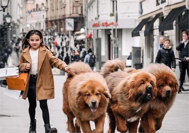 在国外爆红的6种“中国犬”，网友：咱家狗为国争光了！