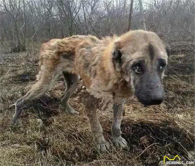 繁殖犬的悲哀：一生疯狂生育，直到子宫脱落，才能解脱