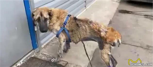繁殖犬的悲哀：一生疯狂生育，直到子宫脱落，才能解脱