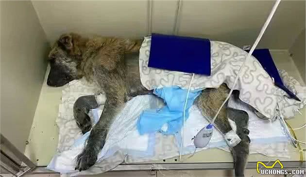 繁殖犬的悲哀：一生疯狂生育，直到子宫脱落，才能解脱